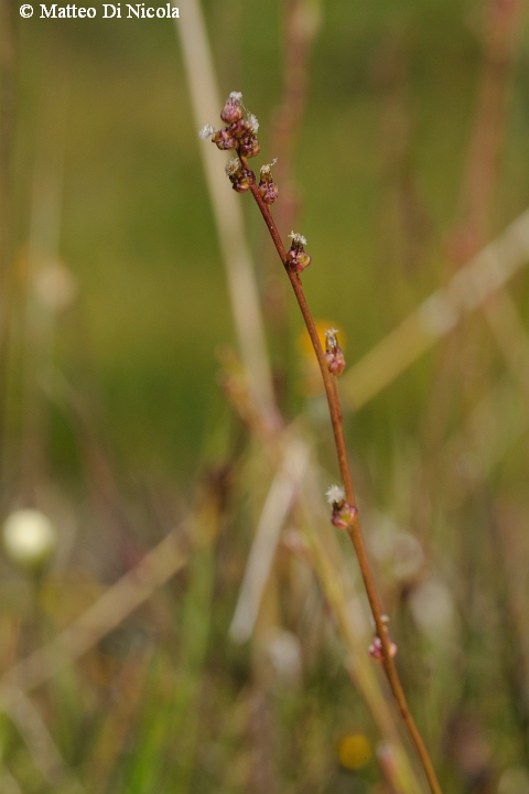 un po'' di flora dal Gavia